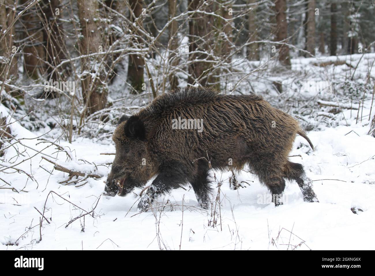 Wildschwein (Sus scrofa) Wildschwein läuft im Winter Europäische Fichte (Picea abies) Allgäu, Bayern, Deutschland Stockfoto