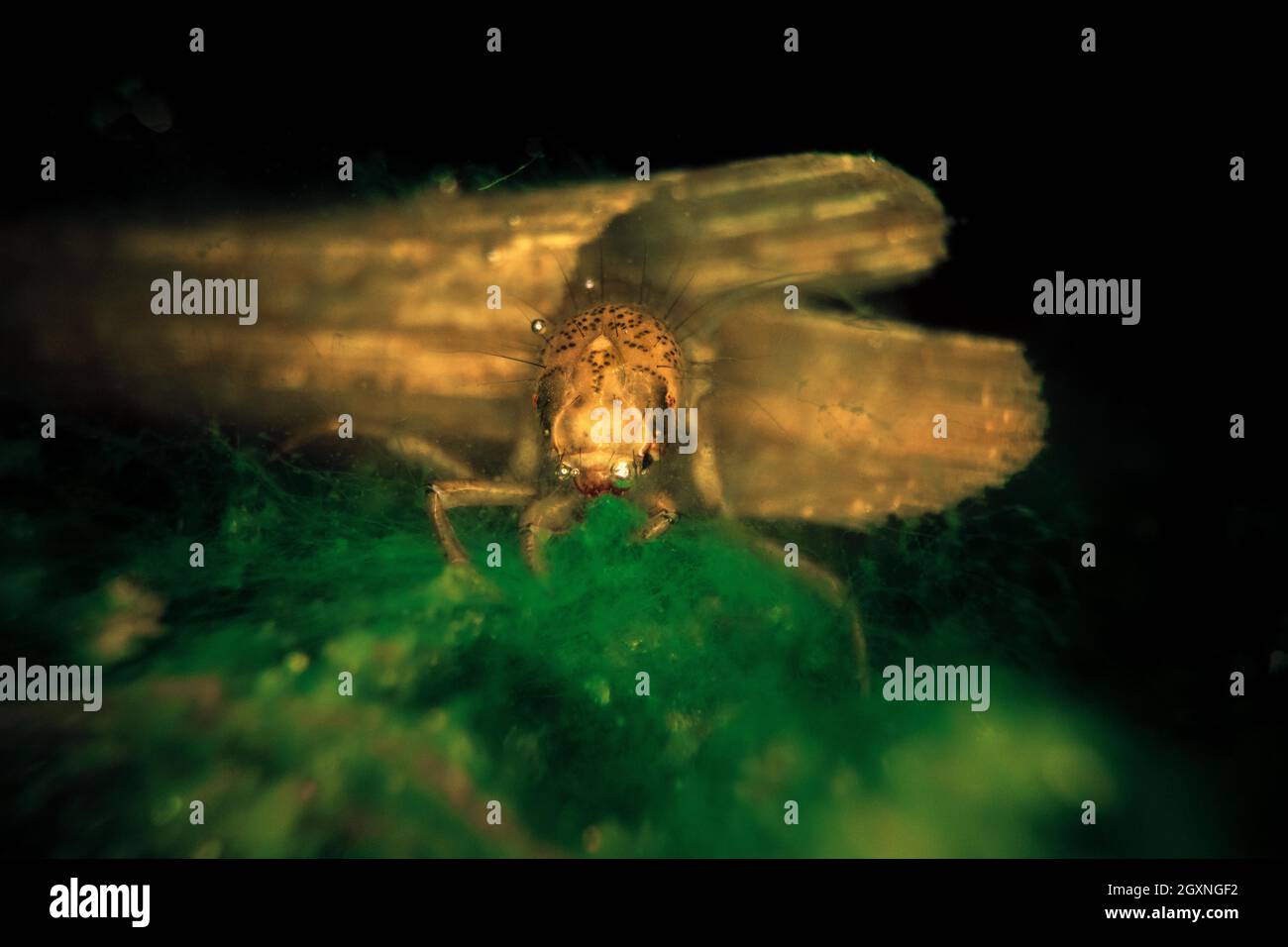 Caddisfly (Trichoptera), Larve sitzt in Wasserpflanzen am Boden eines Wasserkörpers, Unterwasserfoto, Velbert, Nordrhein-Westfalen, Deutschland Stockfoto