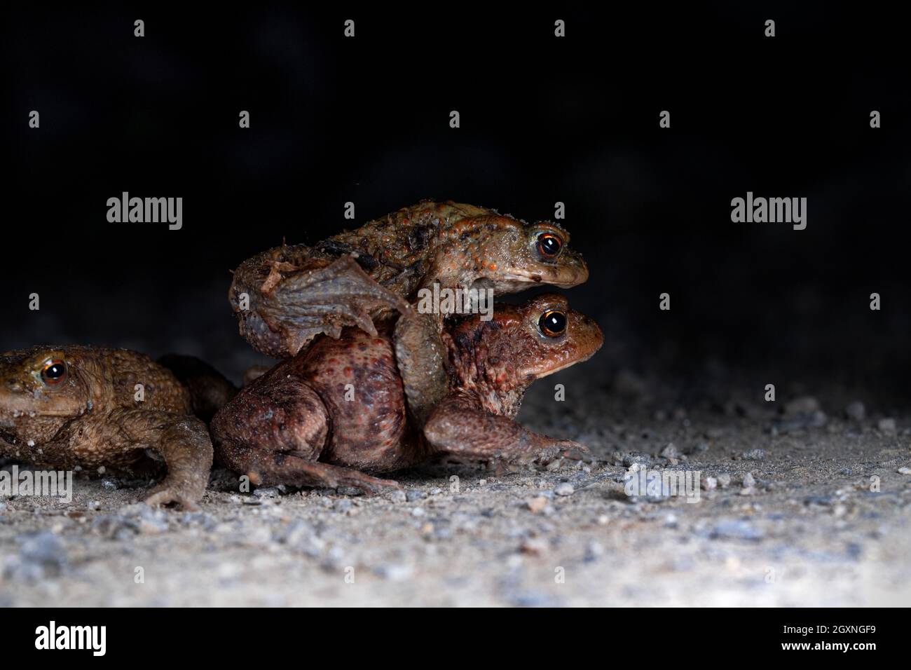 Kröte (Bufo bufo), Paar auf dem Weg zum Laichplatz, Männchen auf dem Rücken versucht, Rivalen mit seinen Hinterbeinen abzuschrecken, Velbert, Nacht Stockfoto