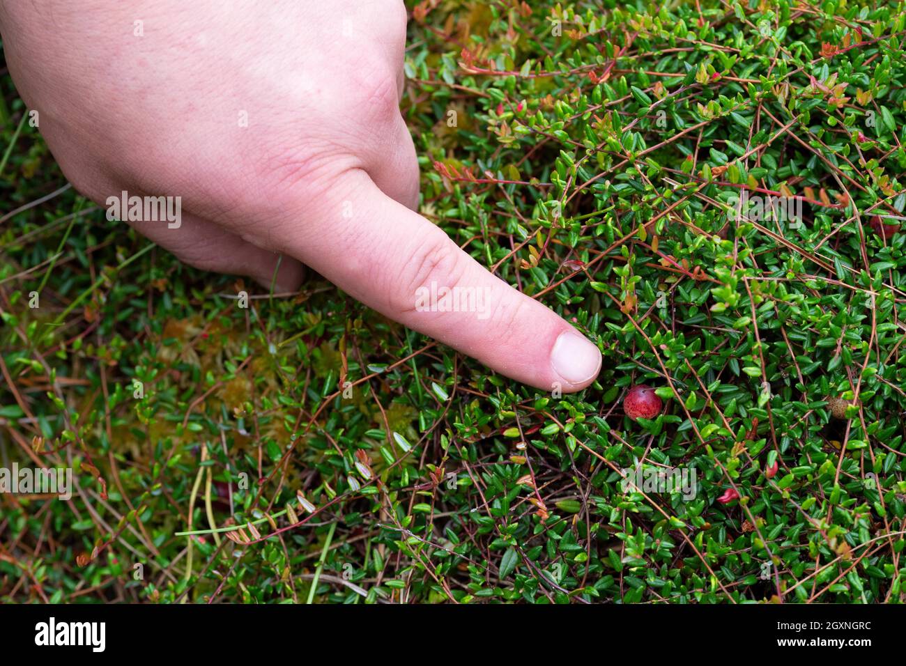 Kleine Preiselbeere (Vaccinium oxycoccos), Finger zeigt Beere auf Busch, Meppen, Niedersachsen, Deutschland Stockfoto