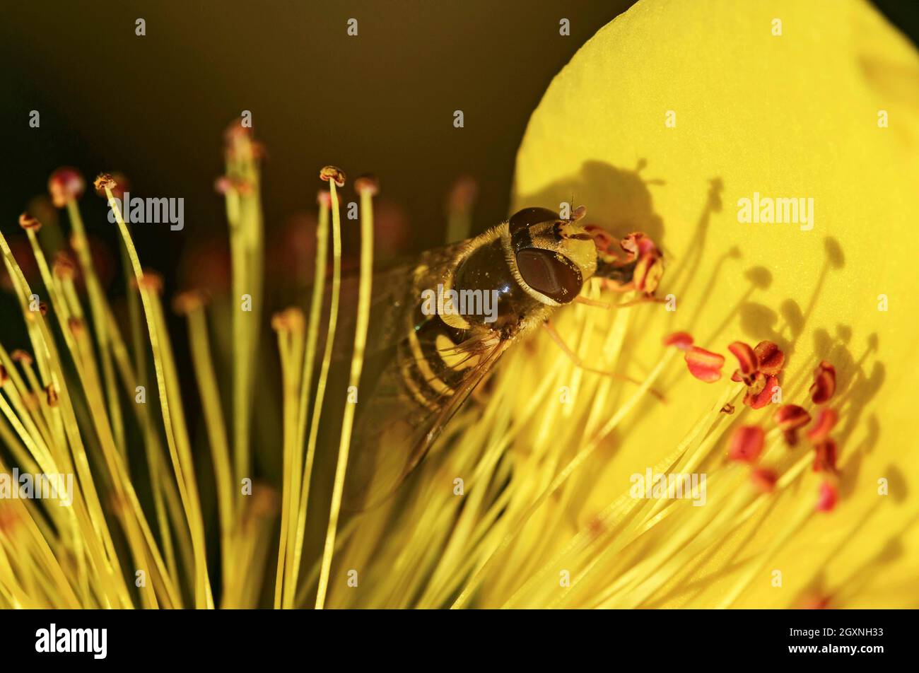Weibliche Schwebefliege (Syrphus ribesii), die in einer Johanniskraut-Blume nach Pollen aufsuche, Wallis, Schweiz Stockfoto