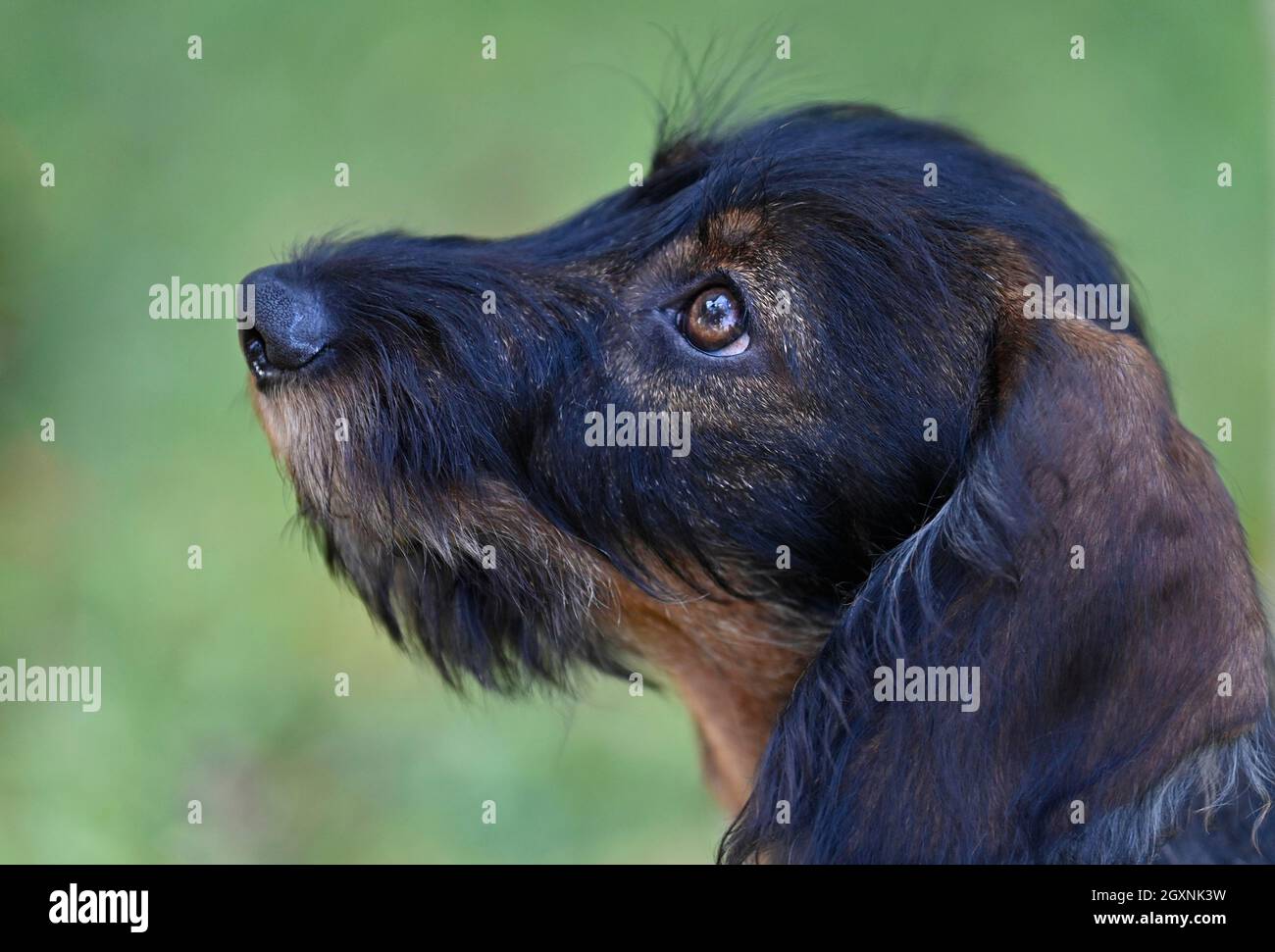 Dackel-Optik, Drahthaardackel (Canis lupus familiaris) Welpe, männlich, 4 Monate, Tierportrait, Baden-Württemberg, Deutschland Stockfoto