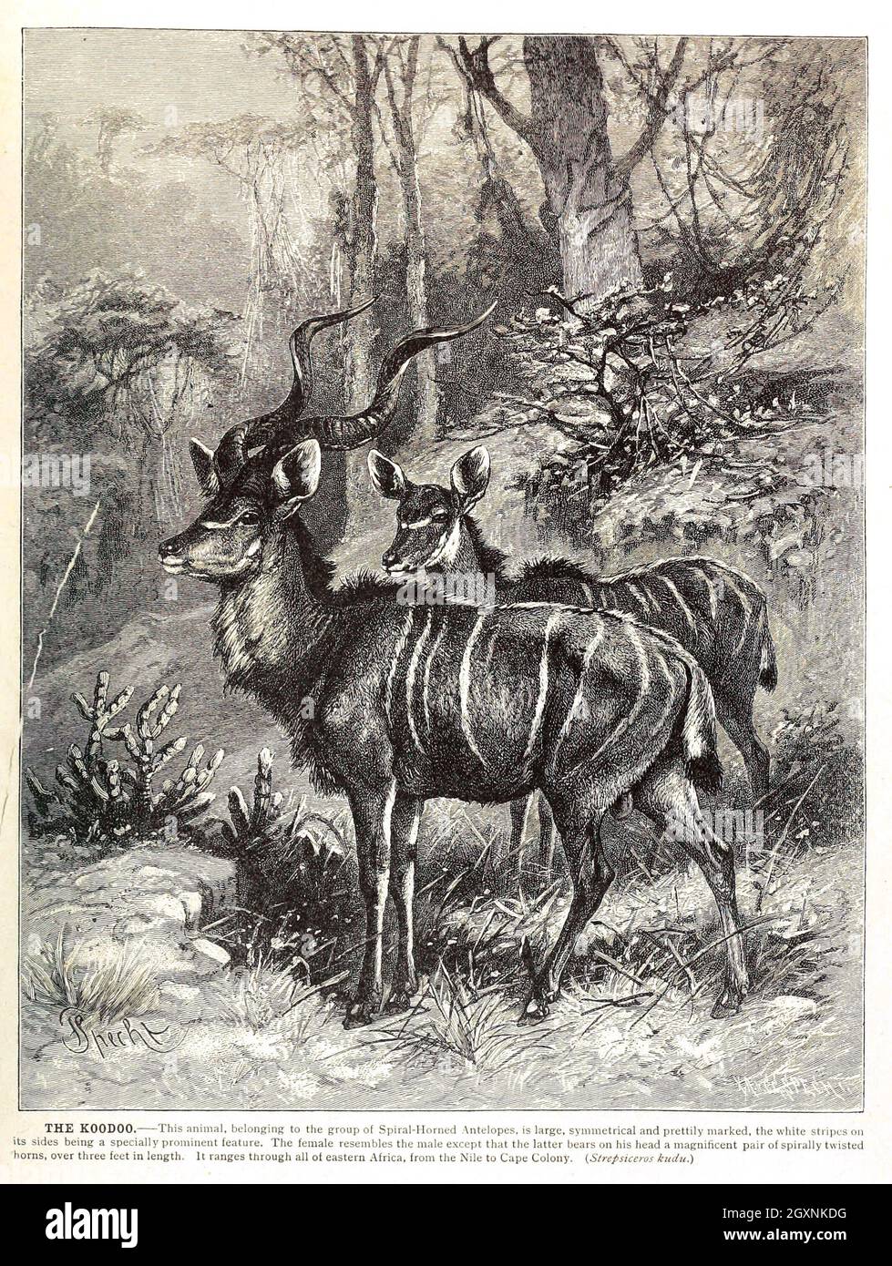 Brehms Leben der Tiere : Band 1, Mammalia Chicago :Marquis,1895. http://biodiversitylibrary.org/item/37942 Stockfoto