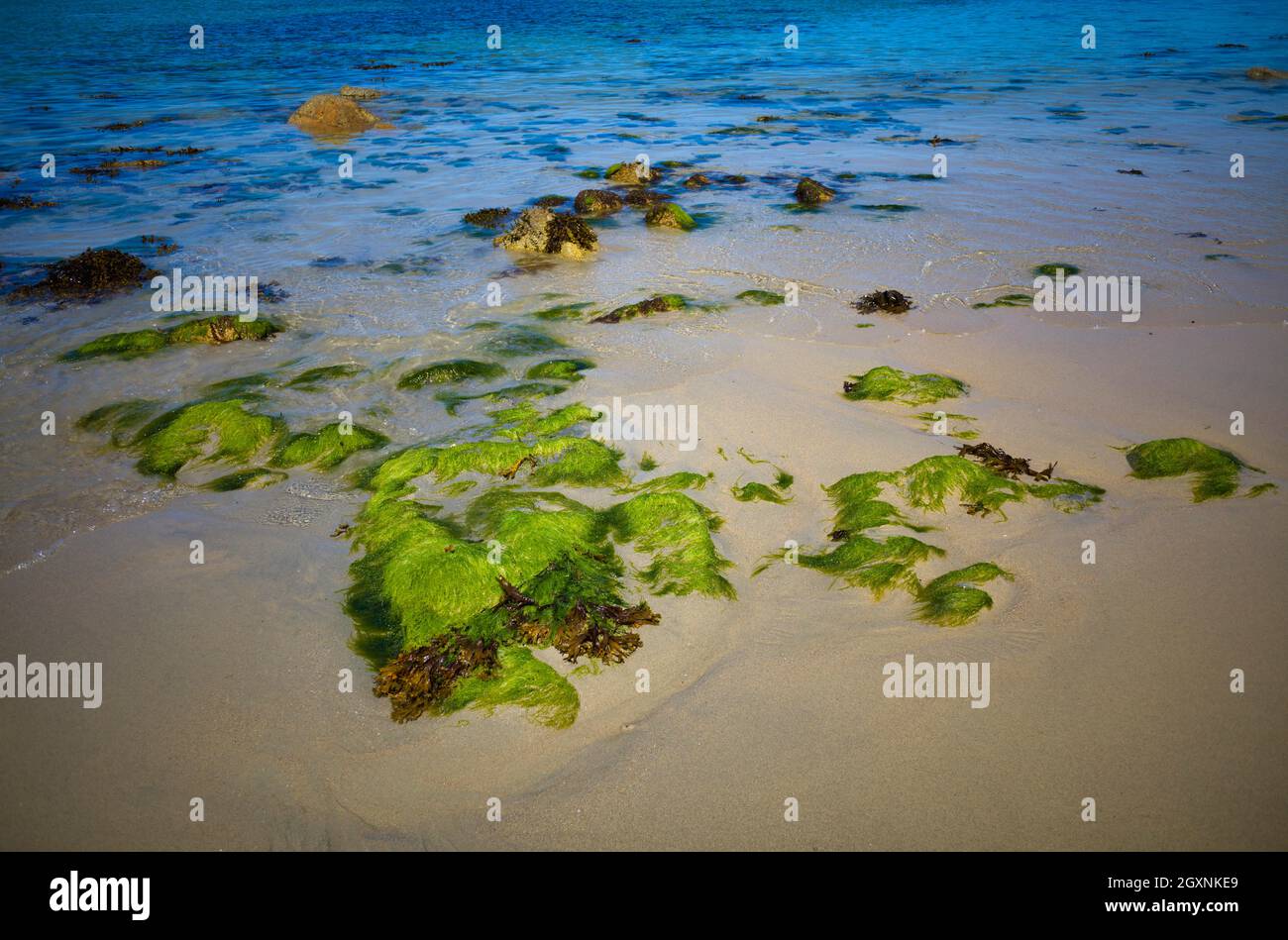 Algen am Strand von Port Blanc, Penvenan, Cotes-d'Armor, Bretagne, Frankreich Stockfoto