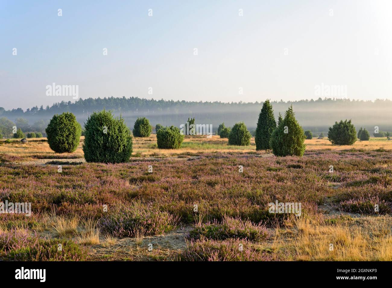 Blick über die ausgedehnte Wacholderheide Ellerndorf mit nebligen Wolken, gemeinem Wacholder (Juniperus communis) und blühender gemeiner Heide (Calluna Stockfoto