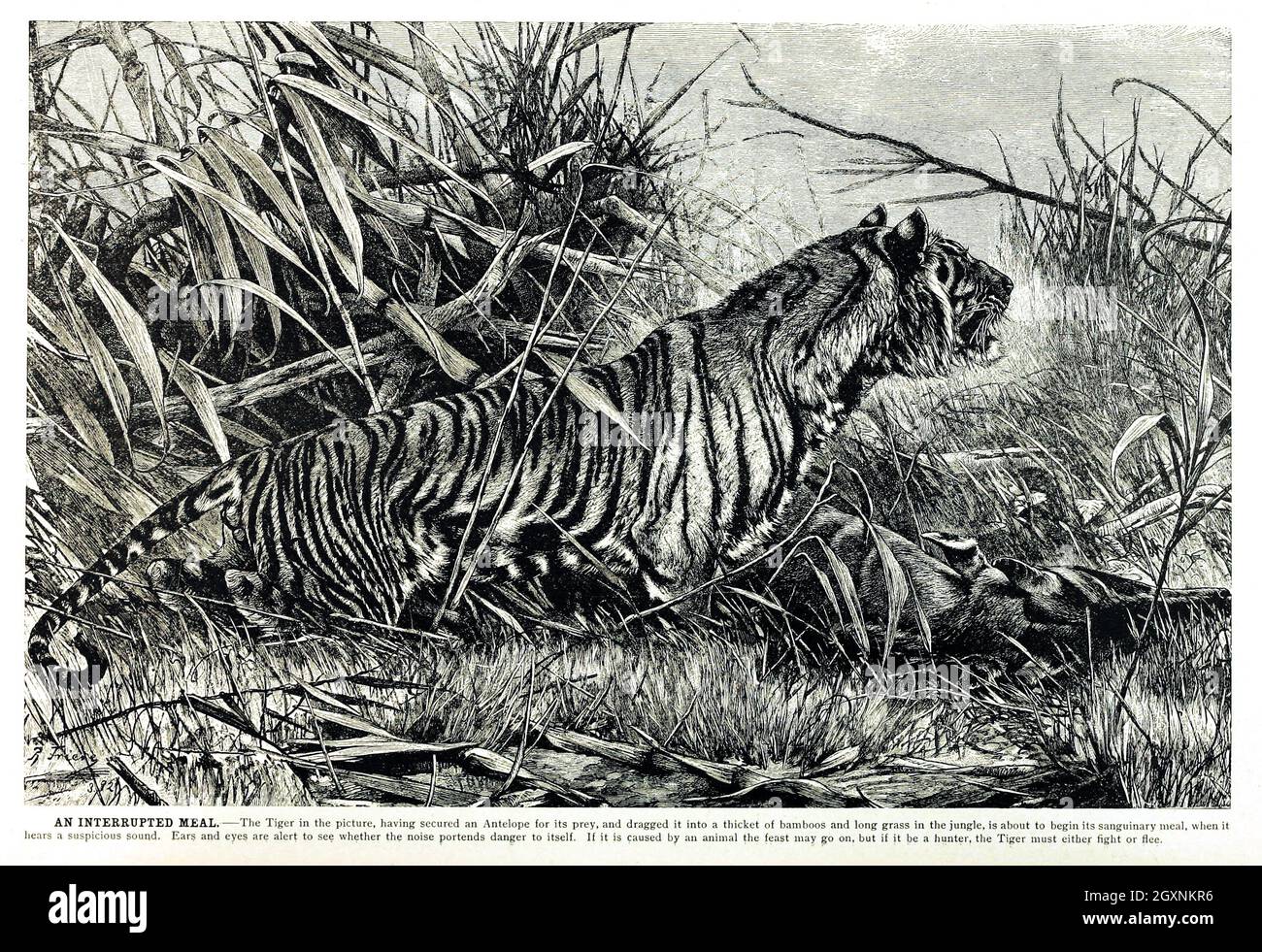 Brehms Leben der Tiere : Band 1, Mammalia Chicago :Marquis,1895. http://biodiversitylibrary.org/item/37942 Stockfoto