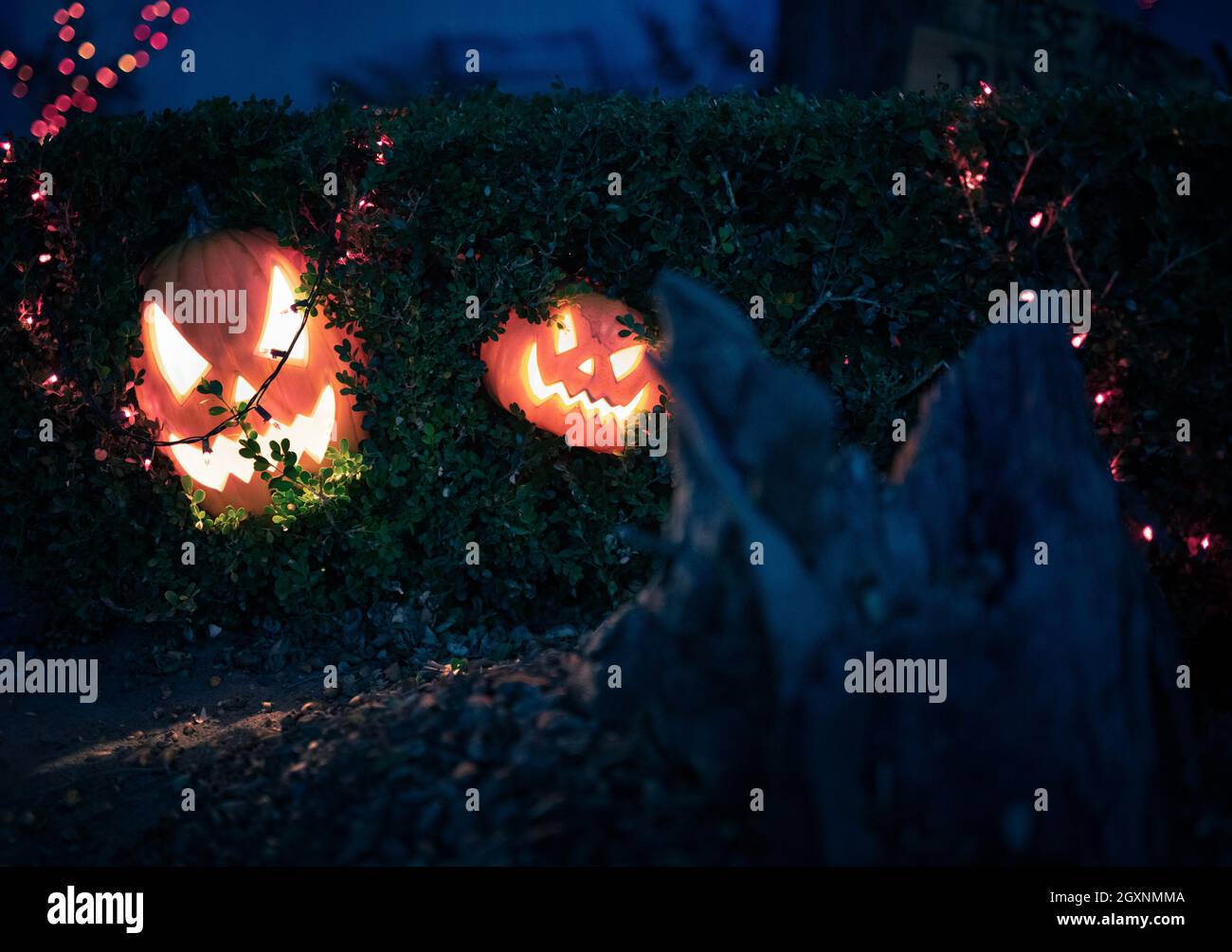 Jack O Laterne im Busch Halloween Dekoration Stockfoto
