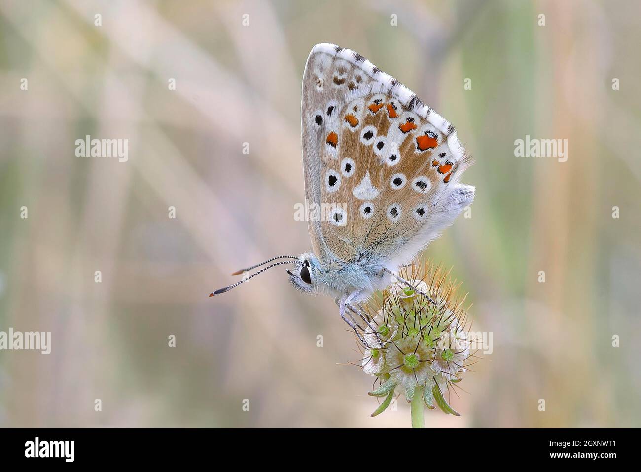 Stabblau (Pseudophilotes Baton) Barsche in einer Wiesenpflanze, Rote Liste BRD: 2 (vom Aussterben bedroht), Neusiedlersee, Burgenland, Österreich Stockfoto