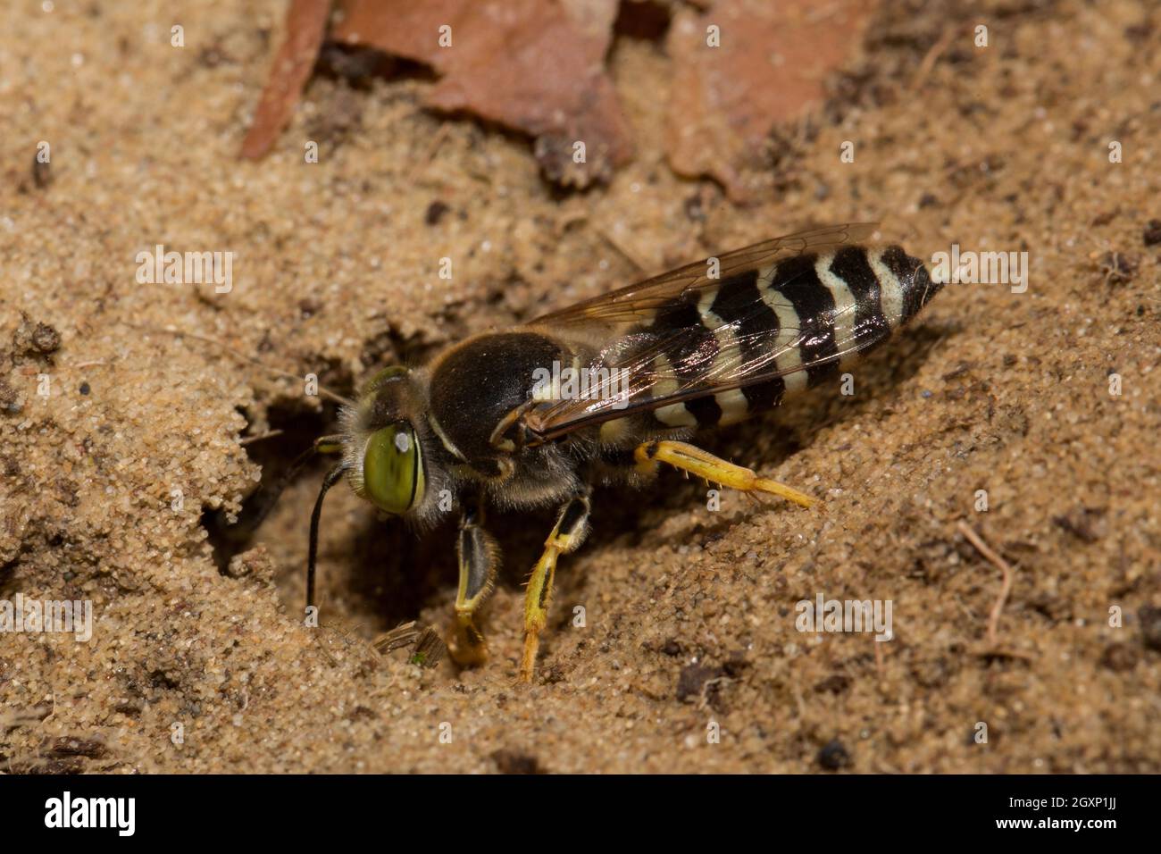 Sandwespe (Bembix rostrata) Stockfoto