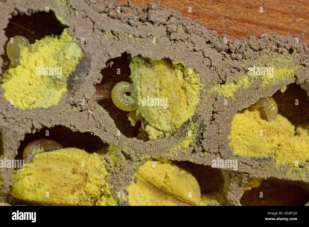 Rote Maurerbiene (Osmia bicornis), Zuchtzelle, Holzbalken Stockfoto