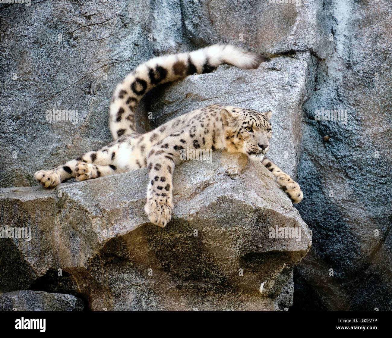 Schneeleopard (Uncia uncia), erwachsen, auf Felsen, entspannt, gefangen, Deutschland Stockfoto