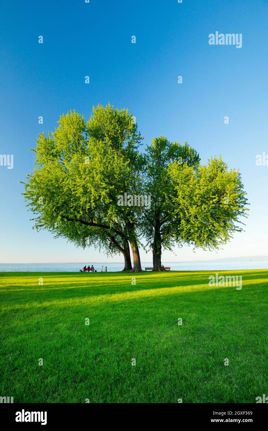 Menschen sitzen auf einer Bank unter einem großen Silberahornbaum am Ufer des Bodensees bei Arbon und genießen die Aussicht am Abend, Kanton Stockfoto