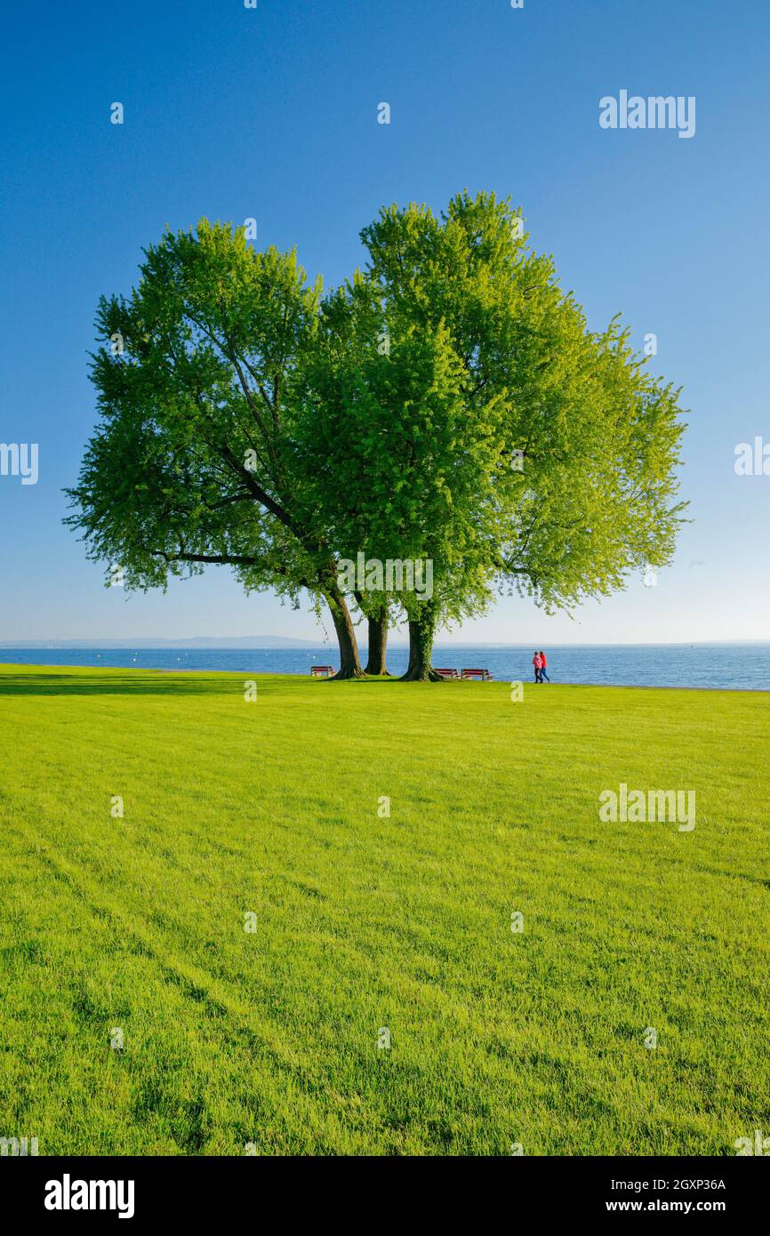 Wanderer gehen unter einem großen Silberahornbaum am Ufer des Bodensees bei Arbon im Thurgau, Schweiz Stockfoto