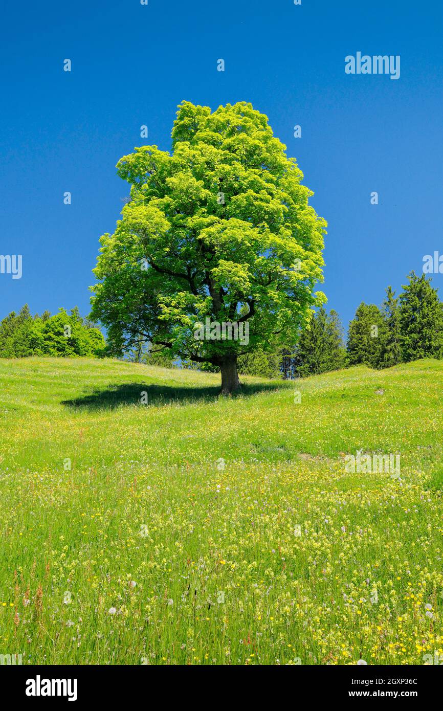 Freithender-Platanen-Ahorn inmitten einer Bergfrühlingswiese, bei Ennetbühl in Toggenburg, Kanton St. Gallen, Schweiz Stockfoto