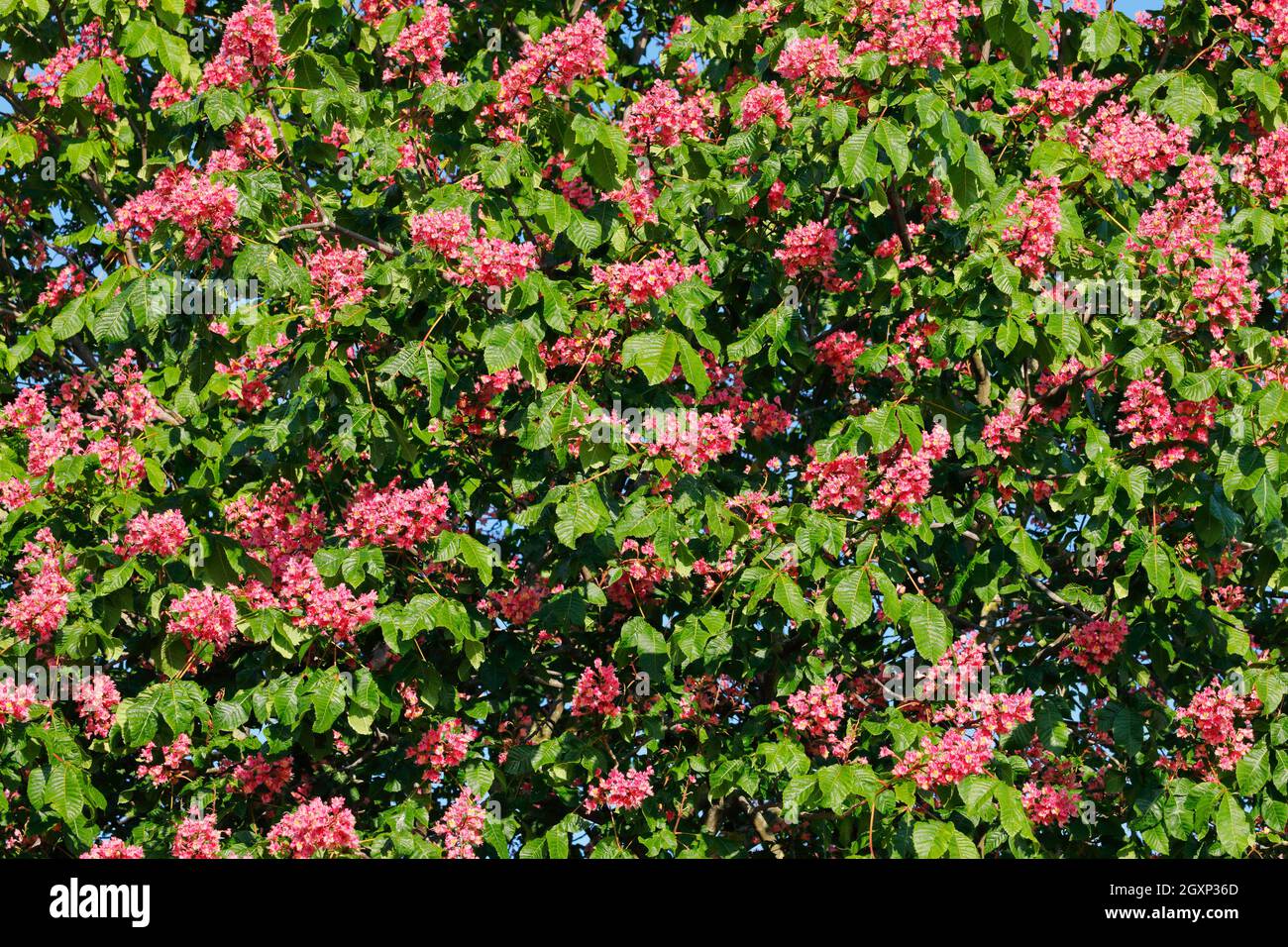Detail eines blühenden Kastanienbaums, Arbon, Schweiz Stockfoto