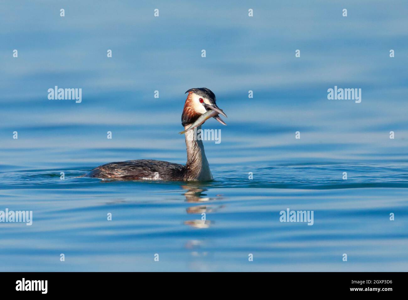 Großrastentaucher im Hochzeitsgefieder mit Fischen im Schnabel, schwimmend im Wasser, Deutschland Stockfoto