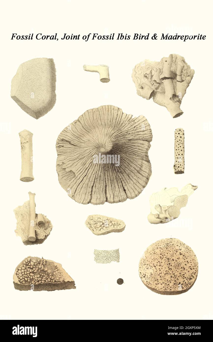 Fossile Koralle, Joint of Fossil Ibis Bird & Madreporit Stockfoto