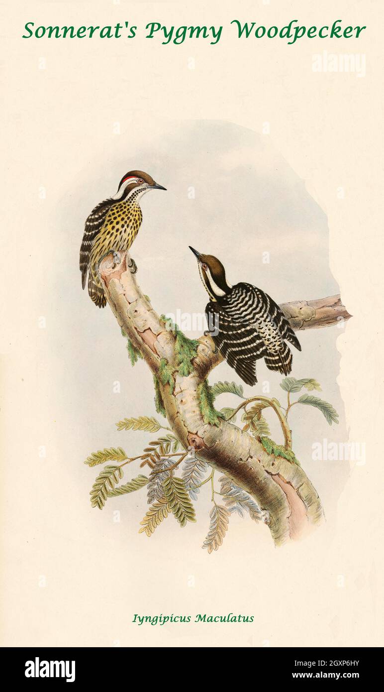 Sonnerat's Pygmy Woodpecker Stockfoto