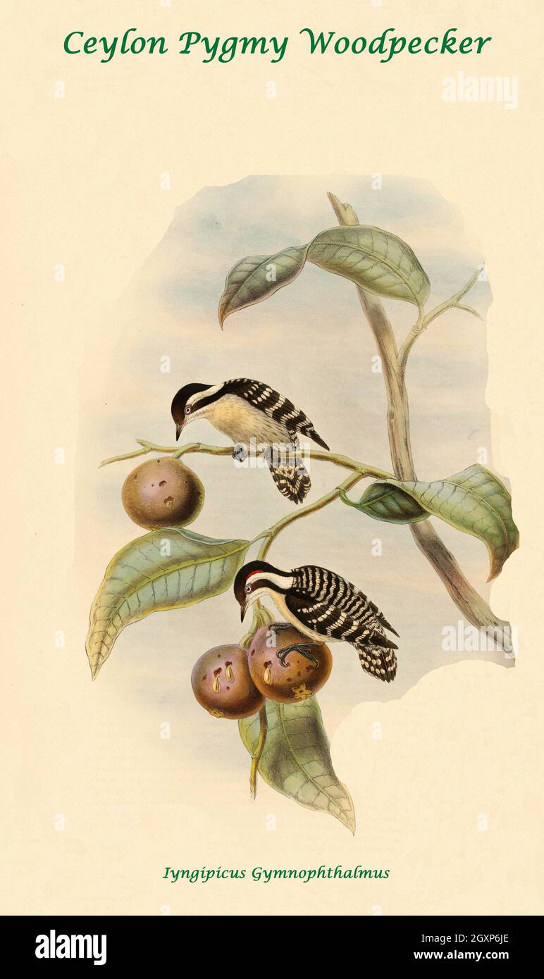 Ceylon Pygmy Specht Stockfoto