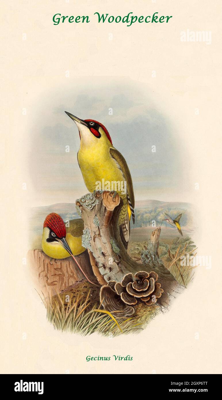 Grünspecht Stockfoto