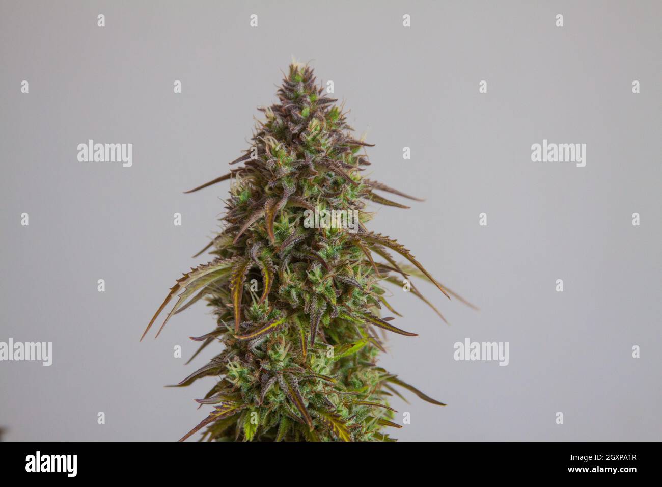 Marihuana weibliche Blume Pflanze Stockfoto