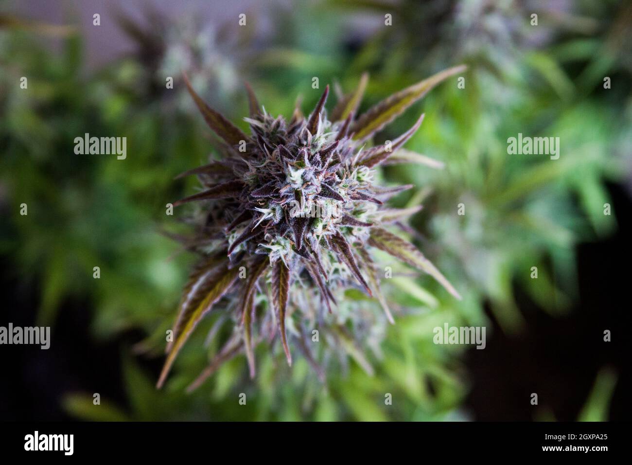 Marihuana weibliche Blume Pflanze Stockfoto
