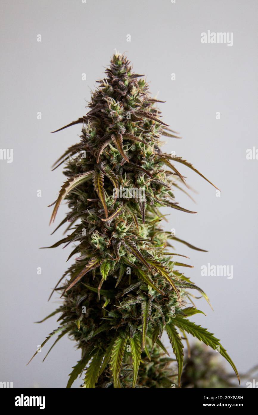 Marihuana weibliche Blume Pflanze Stockfoto