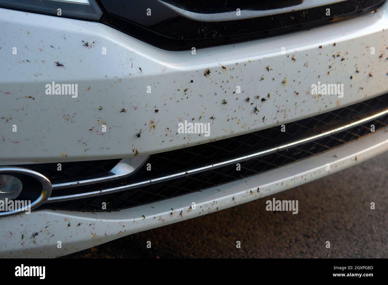 Auf einem Stoßfänger eines weißen Autos klebten nach der Fahrt durch die Wildnis Alaskas verschiedene Insekten und Insekten Stockfoto