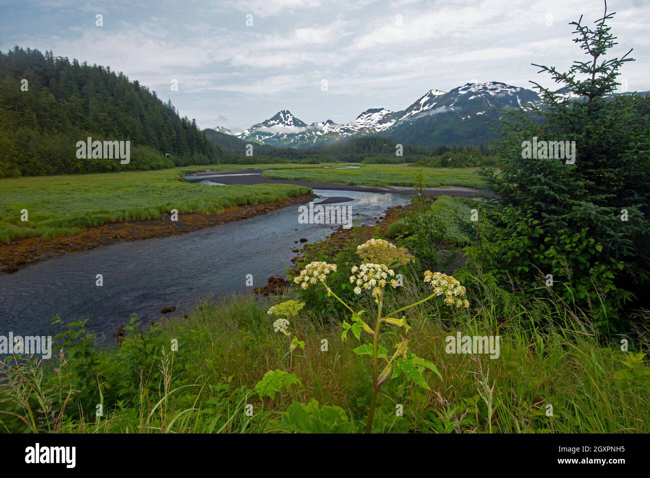 Schneebedeckte Berge, niedrige Wolke und ein grüner Bach, eine typische Alaska-Landschaft im Sommer, Cordova, Alaska, USA Stockfoto