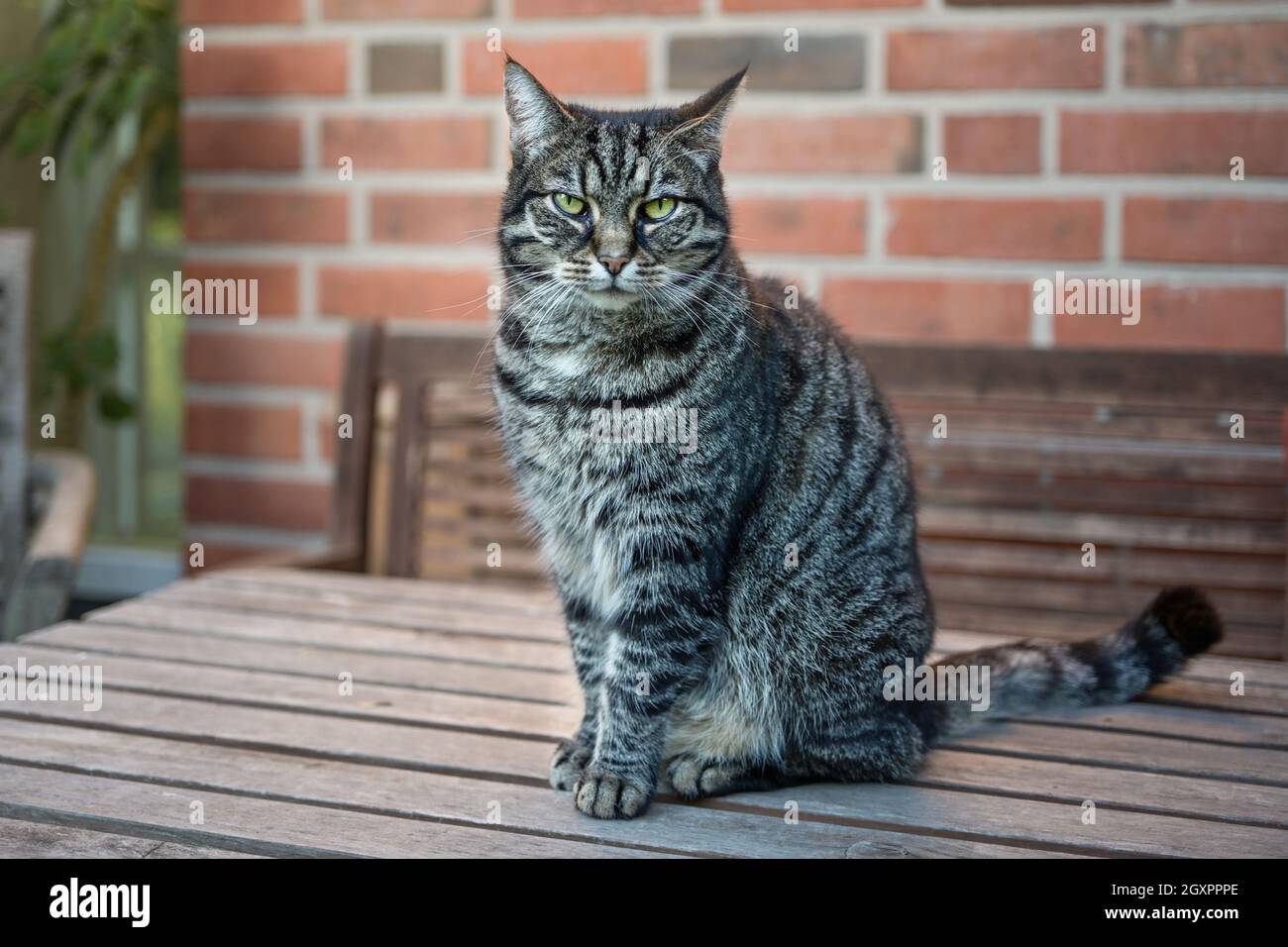 Tabby Katze sitzt auf einem Gartentisch und schaut in die Kamera, Kopierraum, ausgewählter Fokus, sehr enge Schärfentiefe Stockfoto