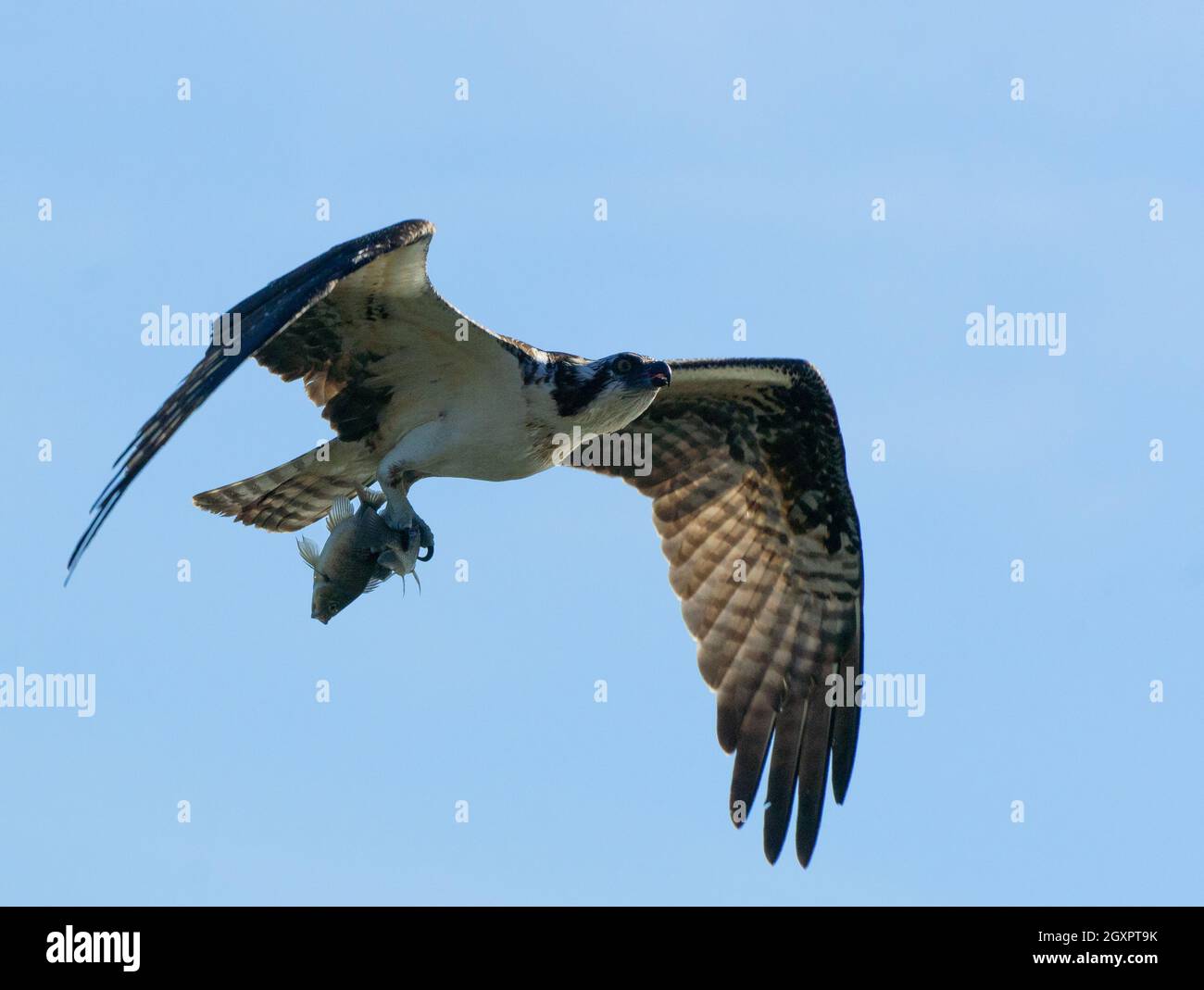 Ein Fischadler (Pandion haliaetus), der vor kurzem zwei Fische trägt, die in Woodley Creek im Sepulveda Basin Wildlife Reserve in Woodley, Kalifornien, USA, gefangen wurden Stockfoto