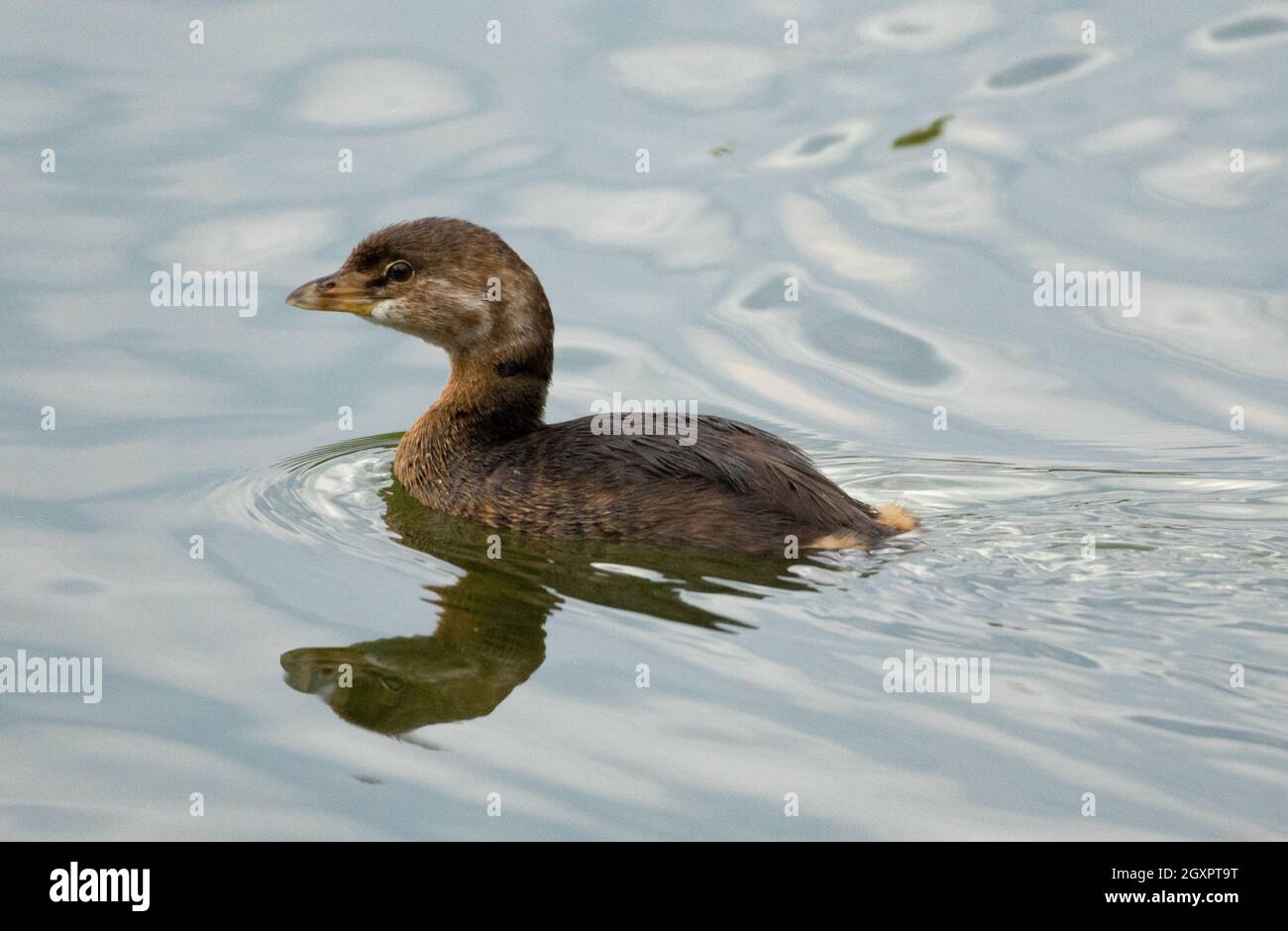Ein nicht-züchteter/unreifer Rotschnabeltaucher (Podilymbus podiceps) schwimmt in Haskell Creek im Sepulveda Basin Wildlife Reserve in Woodley, Kalifornien, USA Stockfoto