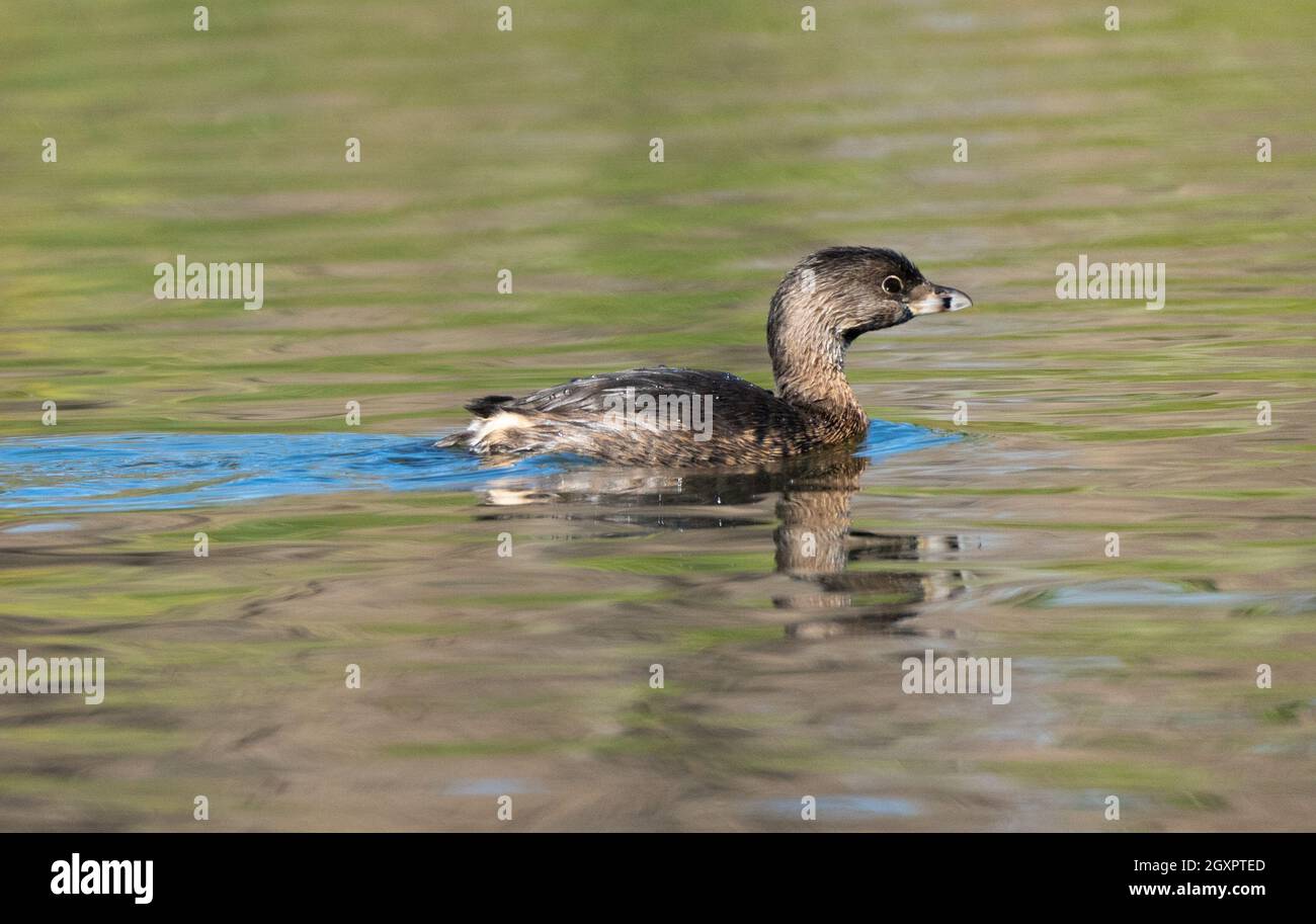 Ein nicht-züchteter/unreifer Rotschnabeltaucher (Podilymbus podiceps) schwimmt in Haskell Creek im Sepulveda Basin Wildlife Reserve in Woodley, Kalifornien, USA Stockfoto