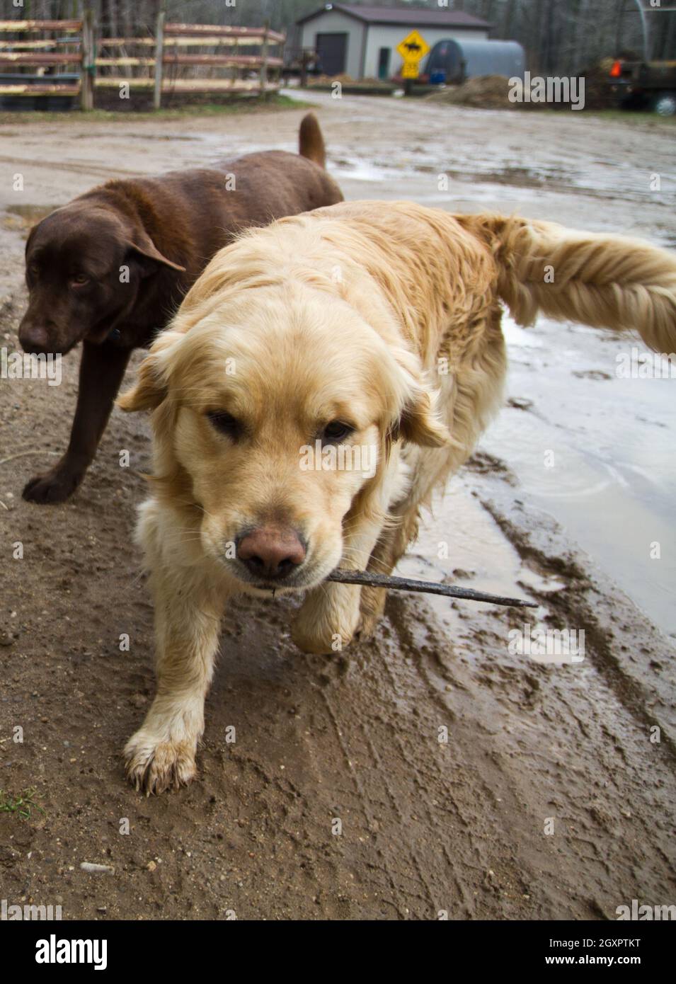 Ein Schokoladenlabor und ein Golden Retriever spielen an einem bewölkten Tag im Schlamm und bringen Stöcke mit Stockfoto