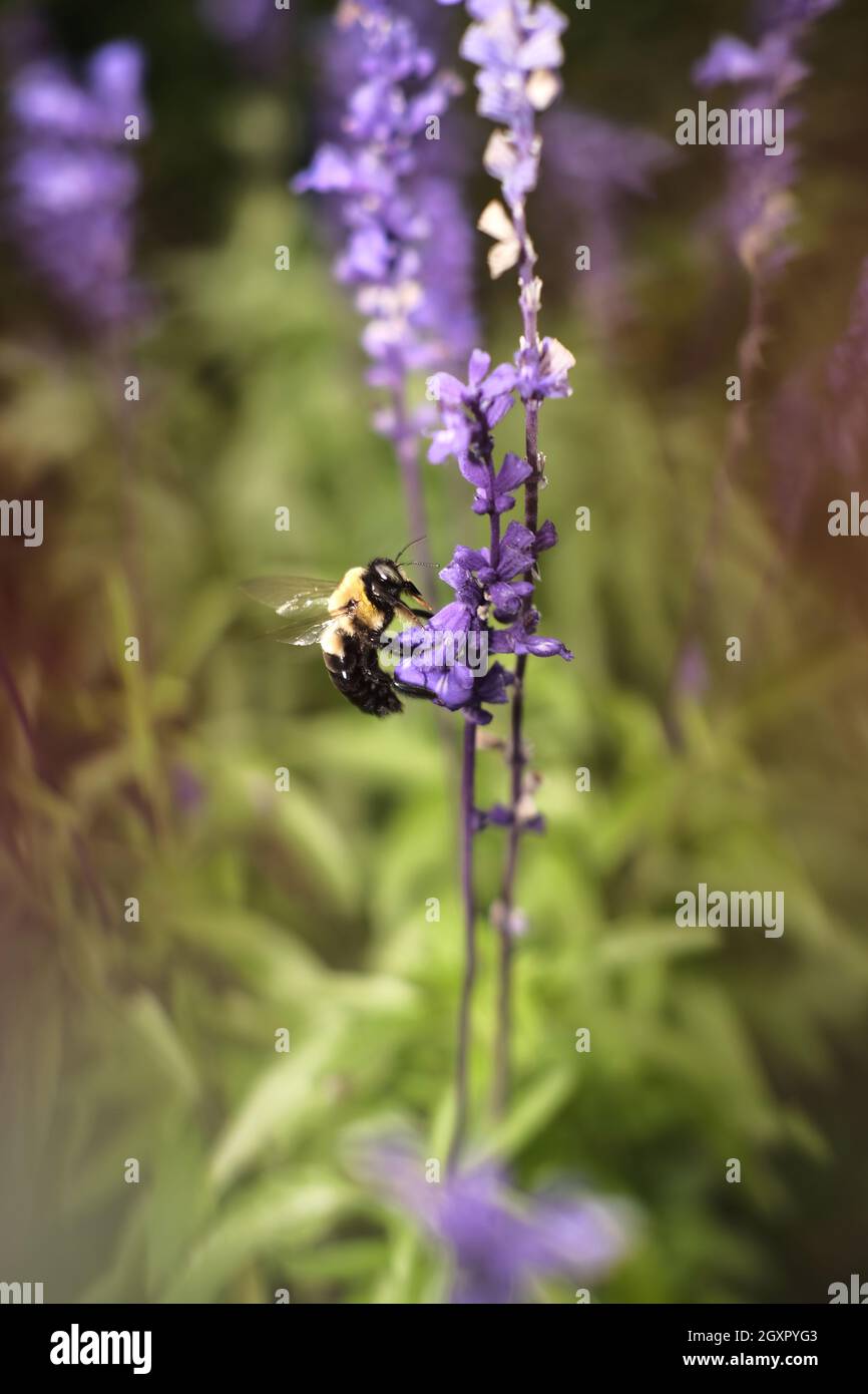 Magische Hummel, die zur Bestäubung auf Lavendelblüten landet Stockfoto