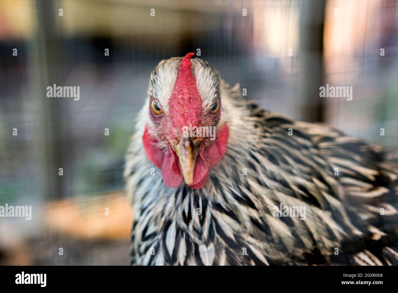 Erwachsene, groß, Licht Brahma Hühnerfarm Henne portrait Stockfoto