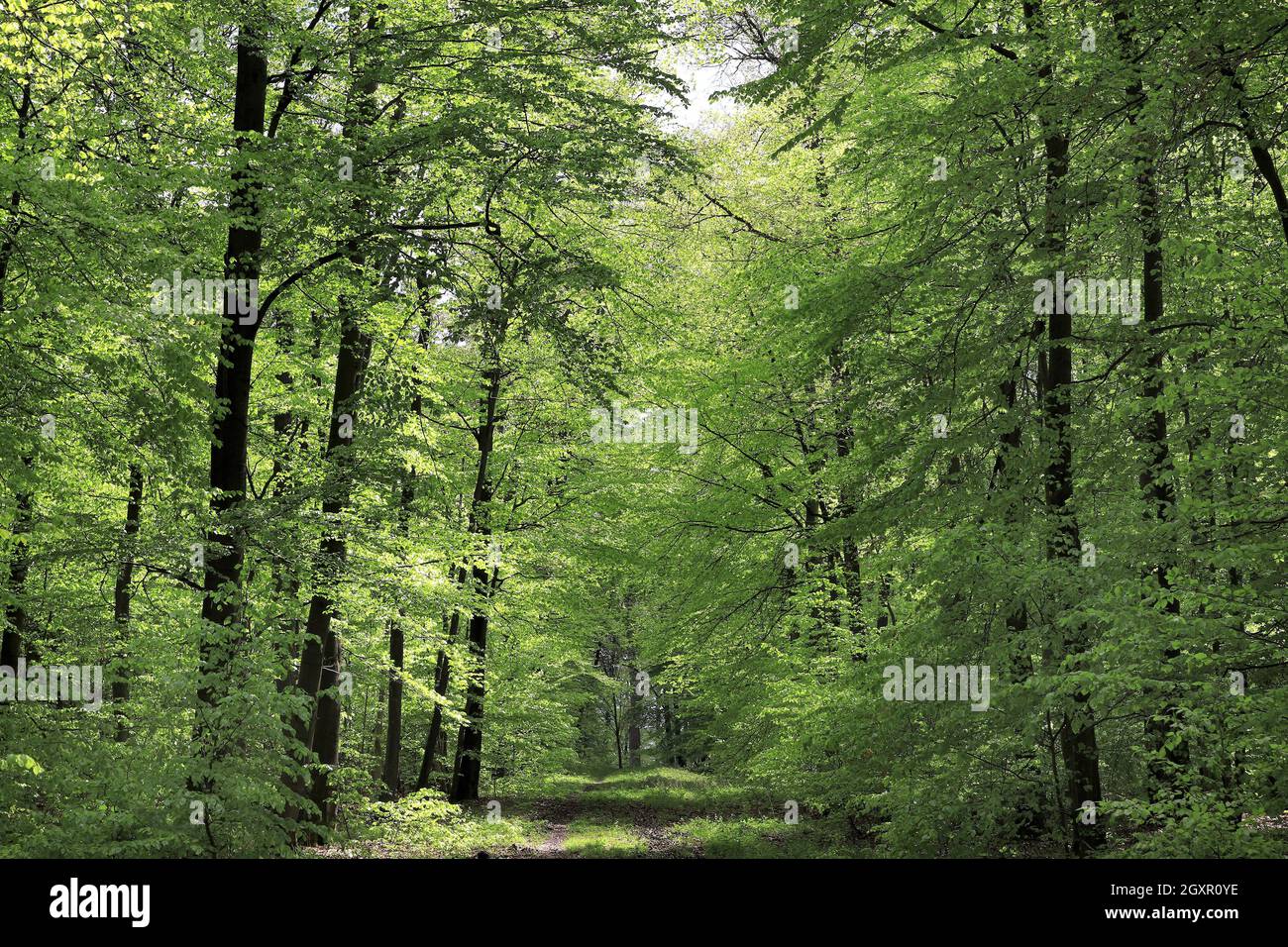 Frühlings-Buchenwald im Sonnenschein, im Arnsberger Wald, Hochsauerlandkreis Stockfoto