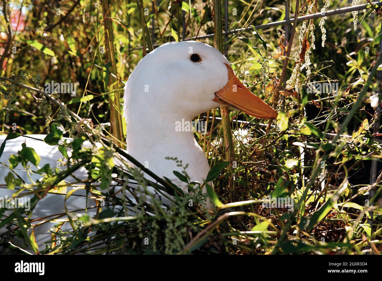 Nach amerikanischen Pekingenten oder Long Island Ducks spielen im Hinterhof Gras Stockfoto