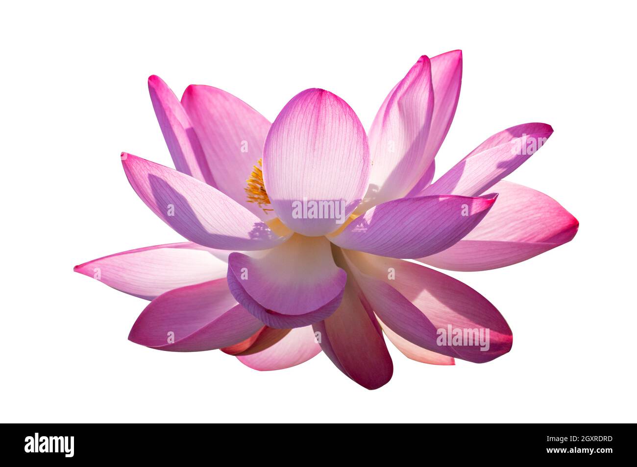 Lotus Pink White Flowers Bloom isolieren Stockfoto