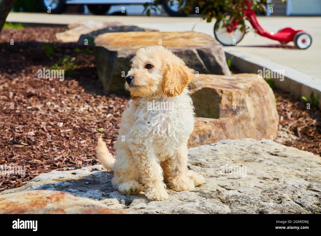 Golden Retriever sitzt auf Landschaftsgärtnerfelsen mit Spielzeug für Kinder im Hintergrund Stockfoto