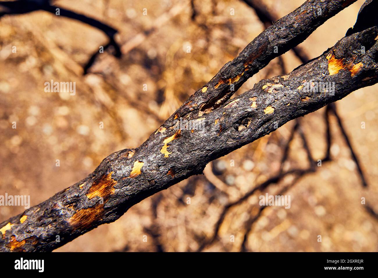 Nahaufnahme des verbrannten Astes vom Waldbrand Stockfoto