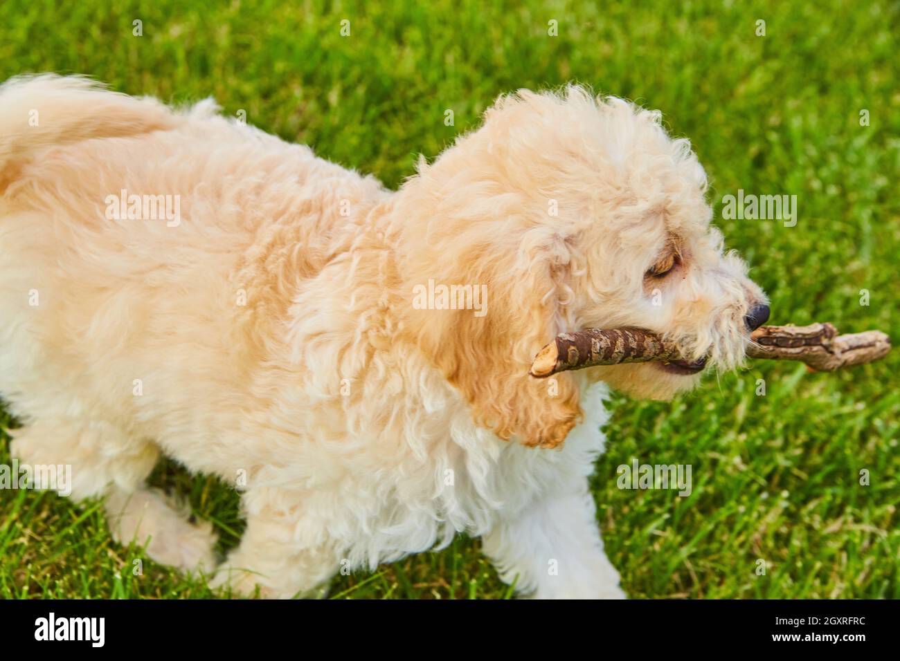 Golden Retriever Nahaufnahme mit Stock im Gras Stockfoto