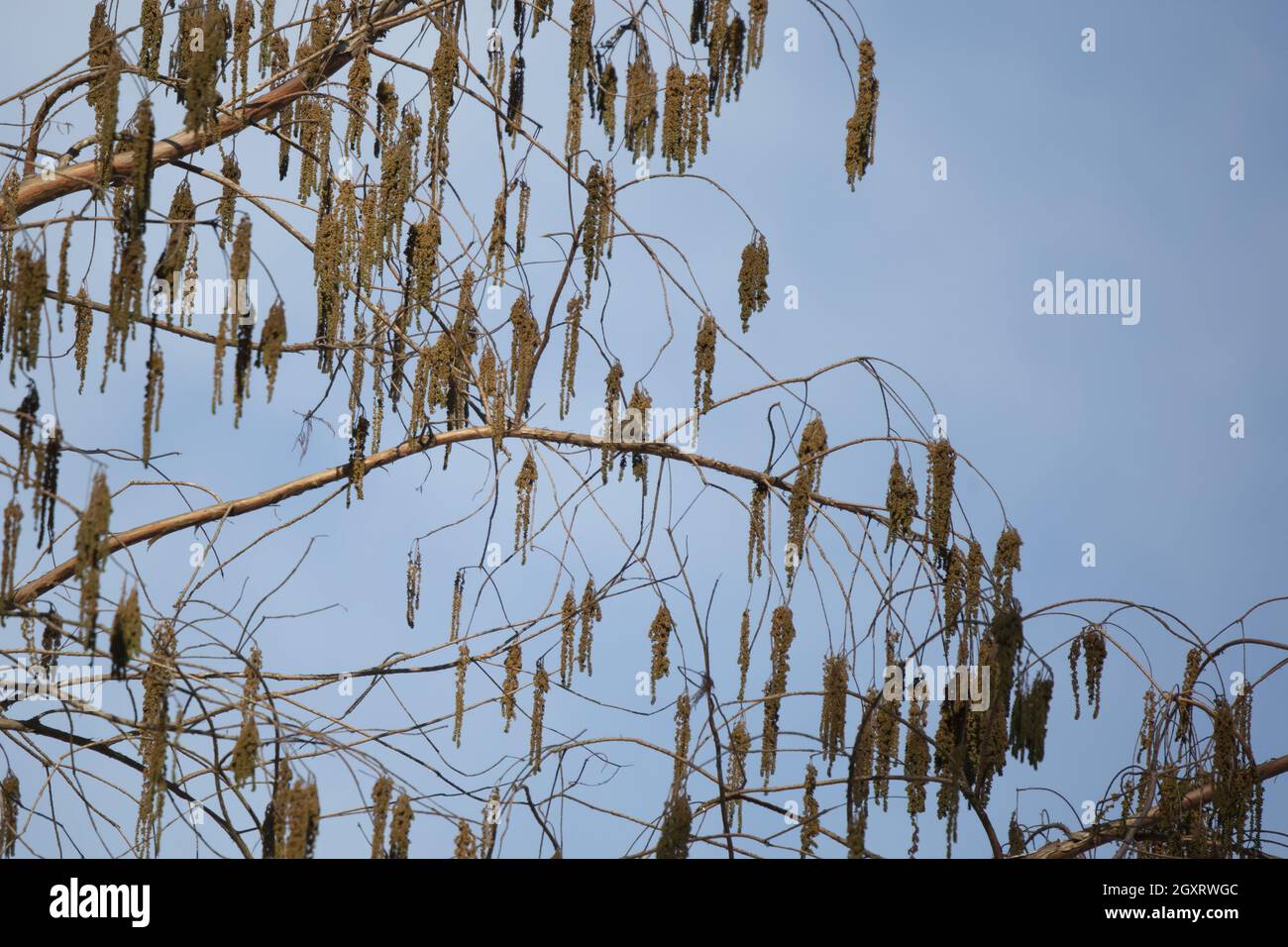 Kiefer Siskin (Spinus pinus) auf der Nahrungssuche auf einem Baum Stockfoto
