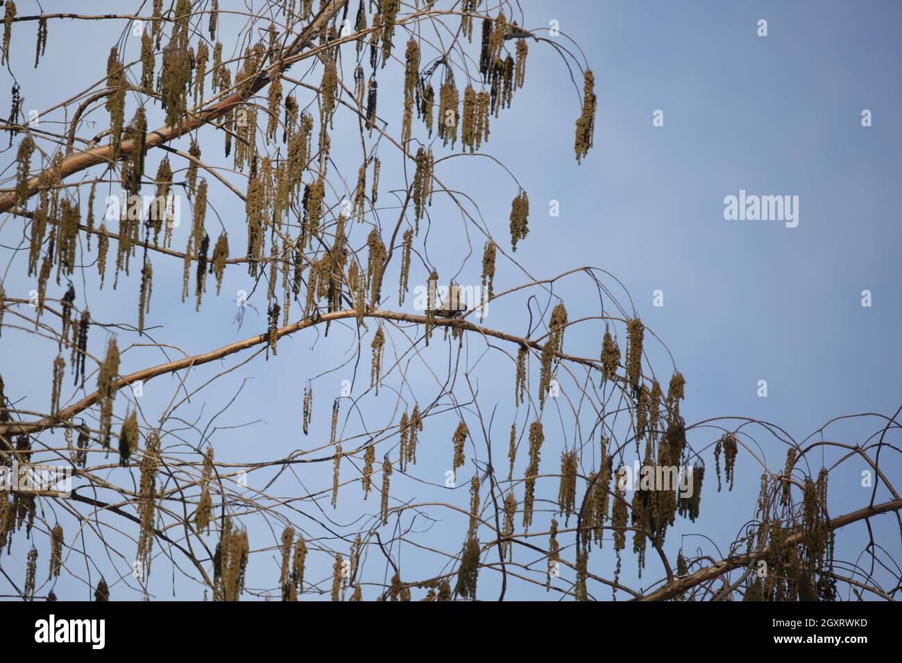 Kiefer Siskin (Spinus pinus) auf der Nahrungssuche auf einem Baum Stockfoto