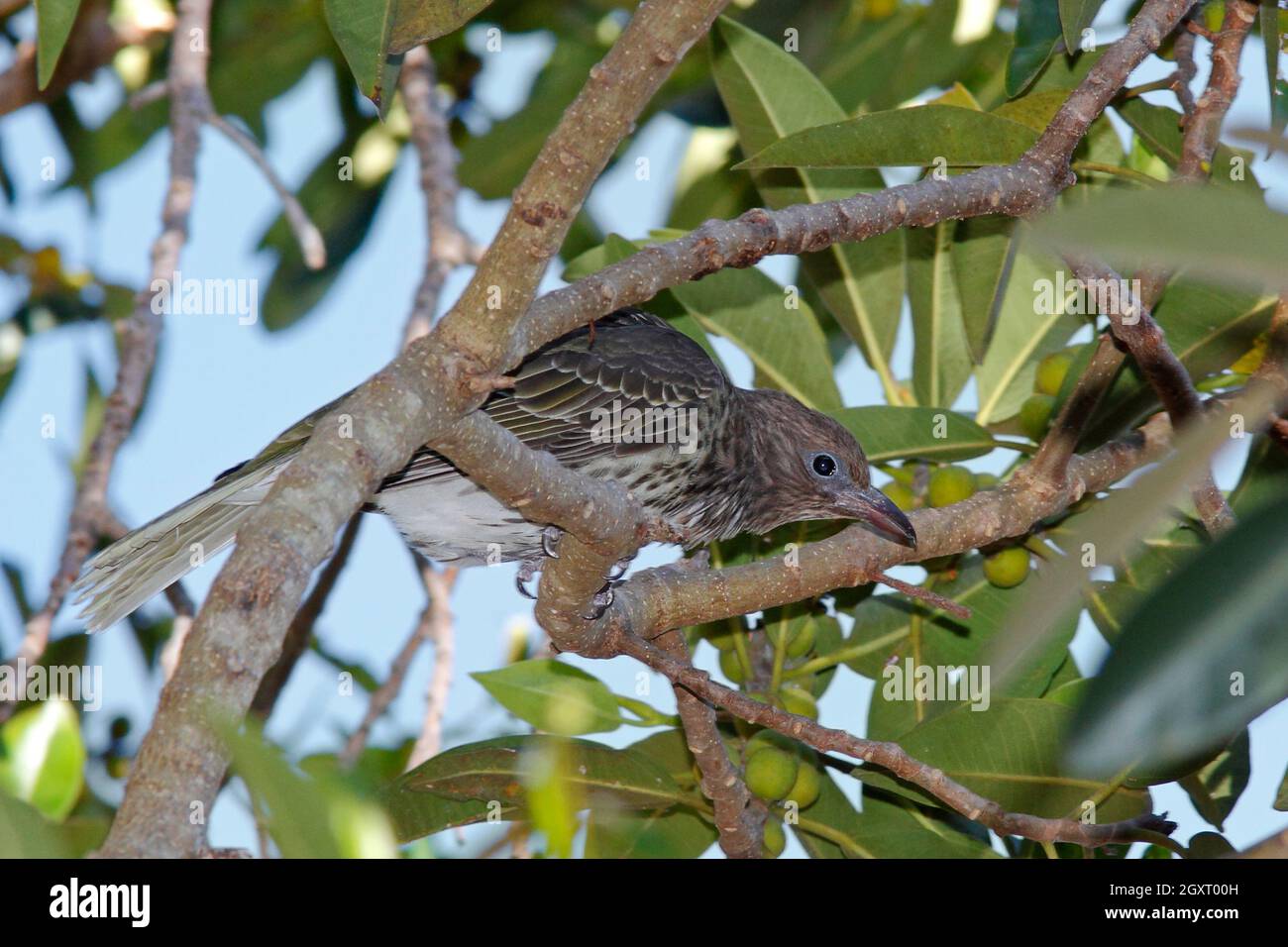 Weibliche Australasian Figbird, Sphecotheres vieeilloti. Auch bekannt als der Grüne Figbird. In einem Figurenbaum. Coffs Harbour, NSW, Australien Stockfoto