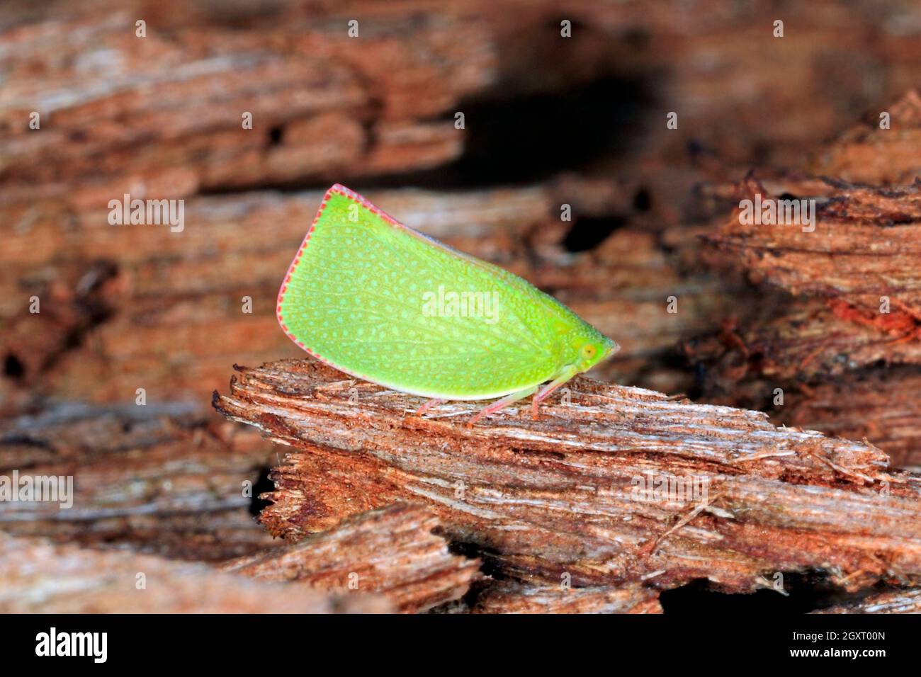 Grün gesprenkelter Planthopper, Siphanta-Hebes oder Siphanta acuta. Auch bekannt als Common Green Planthopper und Torpedo Bug. Coffs Harbour, NSW, Australien Stockfoto