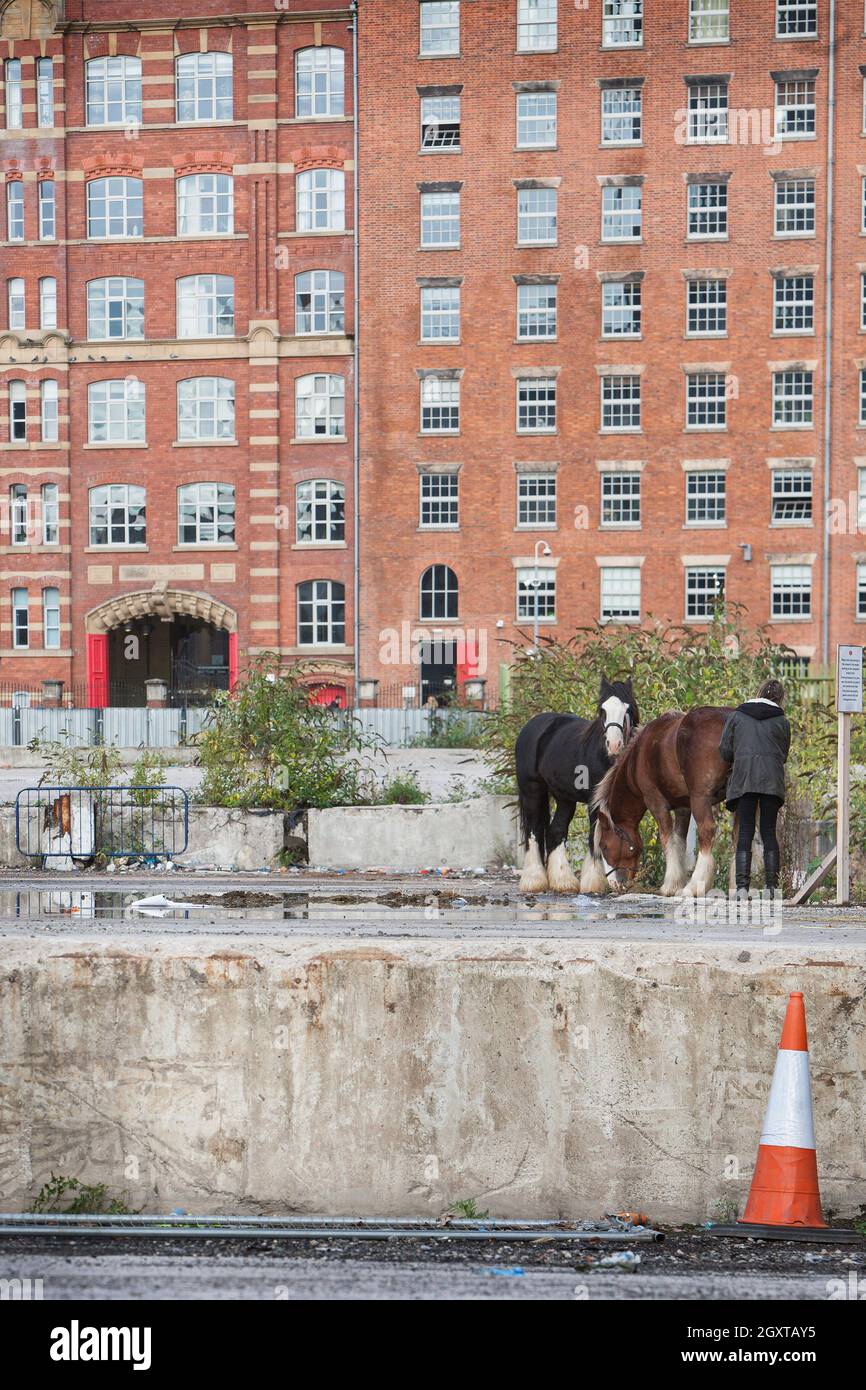 Manchester, Großbritannien. Oktober 2021. Eine Reisende kümmert sich während der Demonstration um ihre Pferde.Zigeuner richten ein Lager am Stadtrand von Manchester ein, bevor sie sich anderen Demonstranten im Zentrum von Manchester anschließen, um sich gegen den Gesetzentwurf der Polizei, des Verbrechens, der Verurteilung und des Gerichts zu wehren, wonach sie glauben, dass er nomadische Zigeuner- und Reisekulturen in ganz Großbritannien verbieten wird. (Foto von Martin Pope/SOPA Images/Sipa USA) Quelle: SIPA USA/Alamy Live News Stockfoto