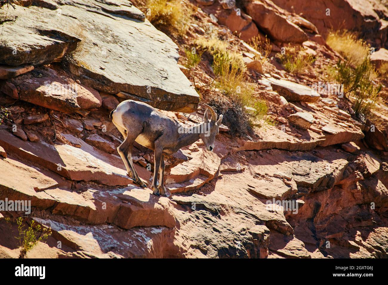 Nahaufnahme einer Ziege, die in der Wüste über Felsen klettert Stockfoto