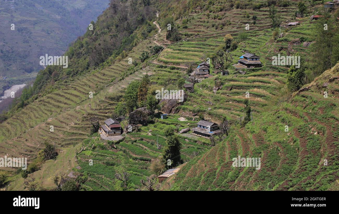 Ländliche Szene in Taulung, Annapurna Conservation Area, Nepal. Der steile Hügel und Terrassenfelder und traditionellen Gurung Häuser. Stockfoto