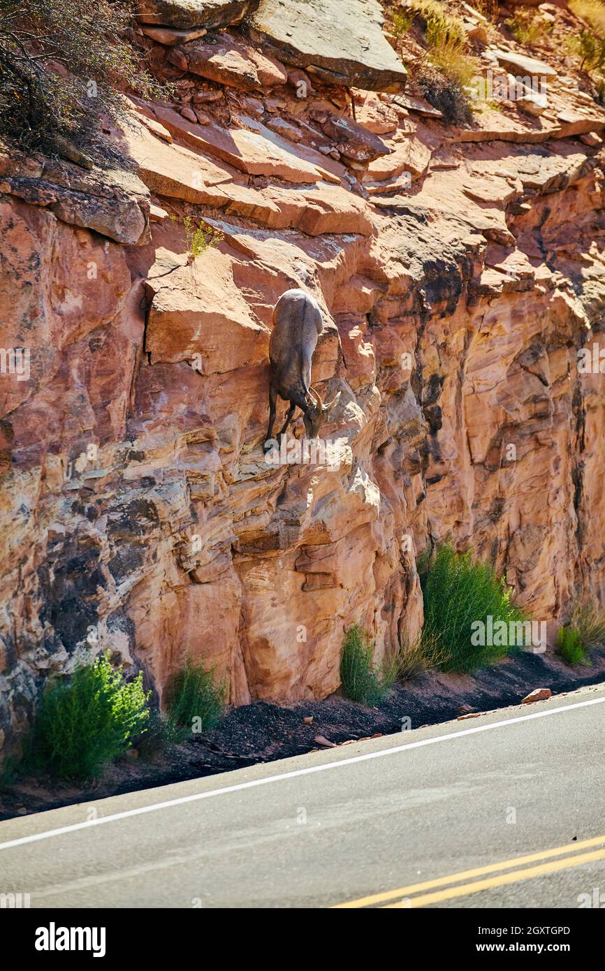 Straße mit Ziege Klettern vertikale Wand von Felsen in der Wüste Stockfoto